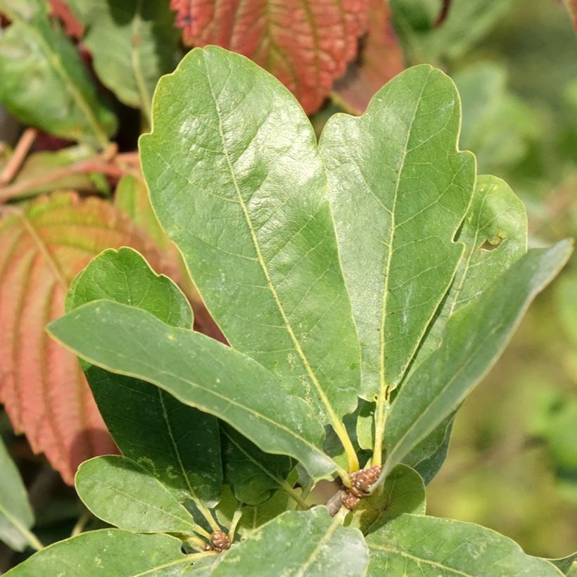 Quercus robur Strypemonde - Zomereik (Blad)