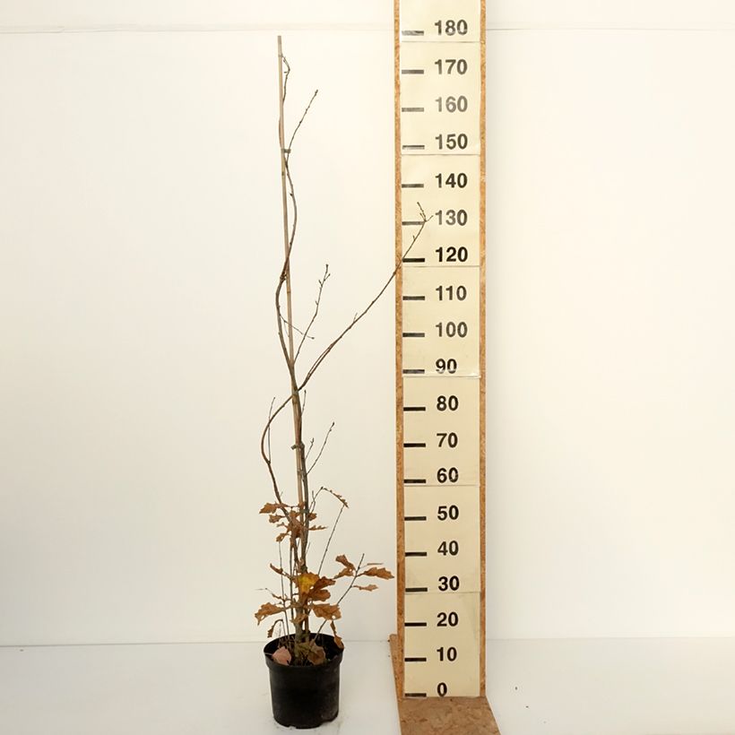 Exemplaar van Quercus robur Strypemonde - Zomereik Pot van 4 l/5 l zoals geleverd in de herfst