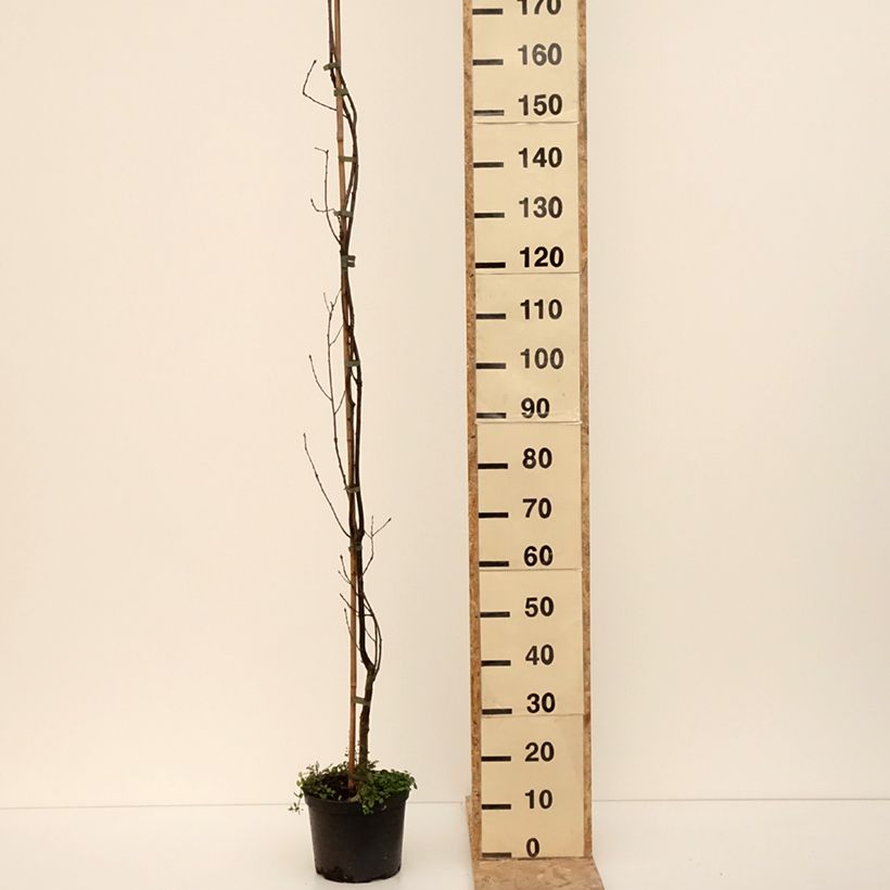 Exemplaar van Quercus robur Strypemonde - Zomereik Pot van 4 l/5 l zoals geleverd in de winter