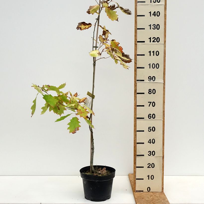 Exemplaar van Quercus rubra Aurea - Amerikaanse eik Pot van 7,5 l/10 l zoals geleverd in de herfst