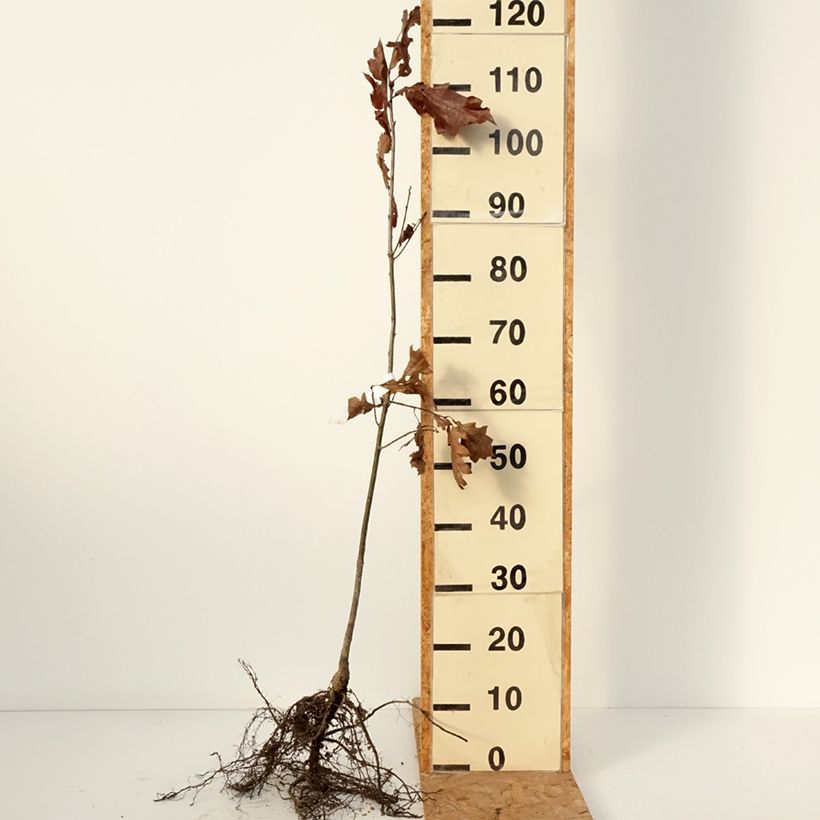 Example of Quercus rubra - Amerikaanse eik Naakte wortel as you get in hiver