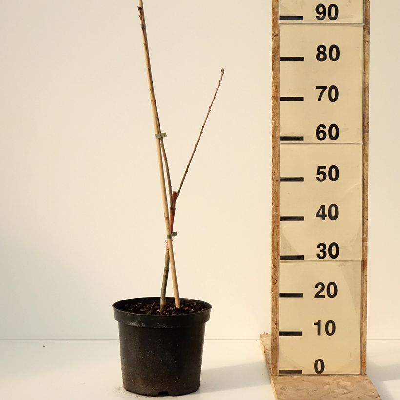 Exemplaar van Quercus rubra Wolfsdonk's Pride - Chêne rouge d'Amérique Pot de 7,5L/10L, Tige zoals geleverd in de winter