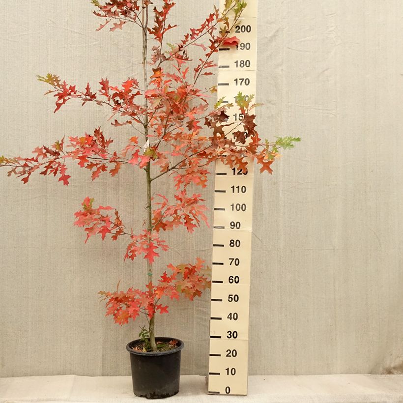 Exemplaar van Quercus texana New Madrid - Texaanse eik Pot van 7,5 l/10 l zoals geleverd in de herfst
