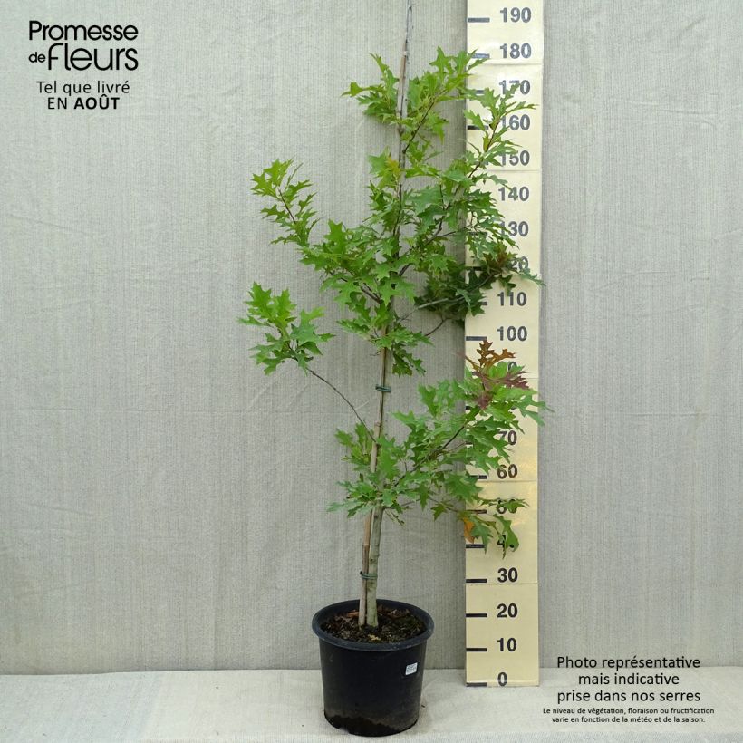 Exemplaar van Quercus texana New Madrid - Texaanse eik Pot van 7,5 l/10 l zoals geleverd in de zomer