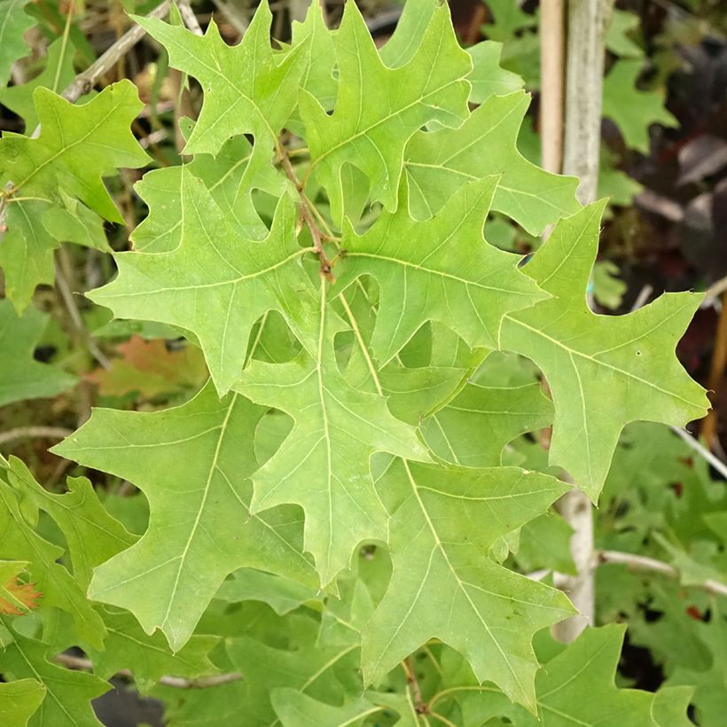 Quercus texana New Madrid - Texaanse eik (Blad)