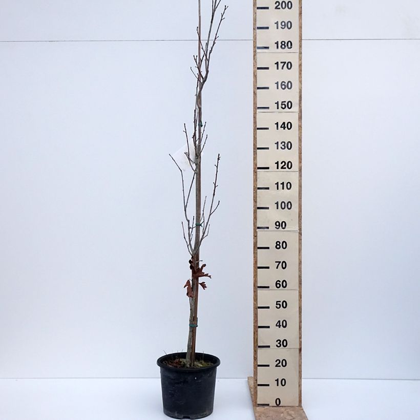 Example of Quercus Chimney Fire - Zuileik Pot van 12 l/15 l as you get in hiver