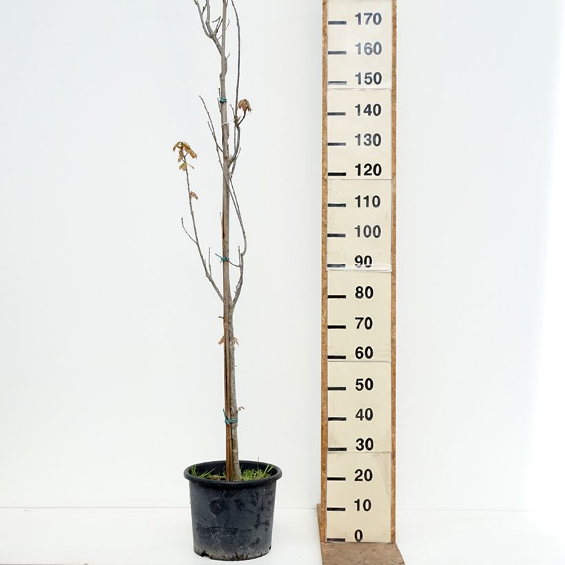 Exemplaar van Quercus Chimney Fire - Zuileik Pot van 12 l/15 l zoals geleverd in de lente