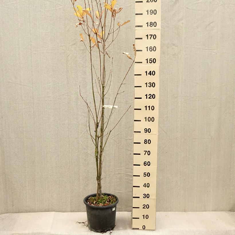 Exemplaar van Quercus warei Windcandle - Zuileik Pot van 12 l/15 l zoals geleverd in de herfst