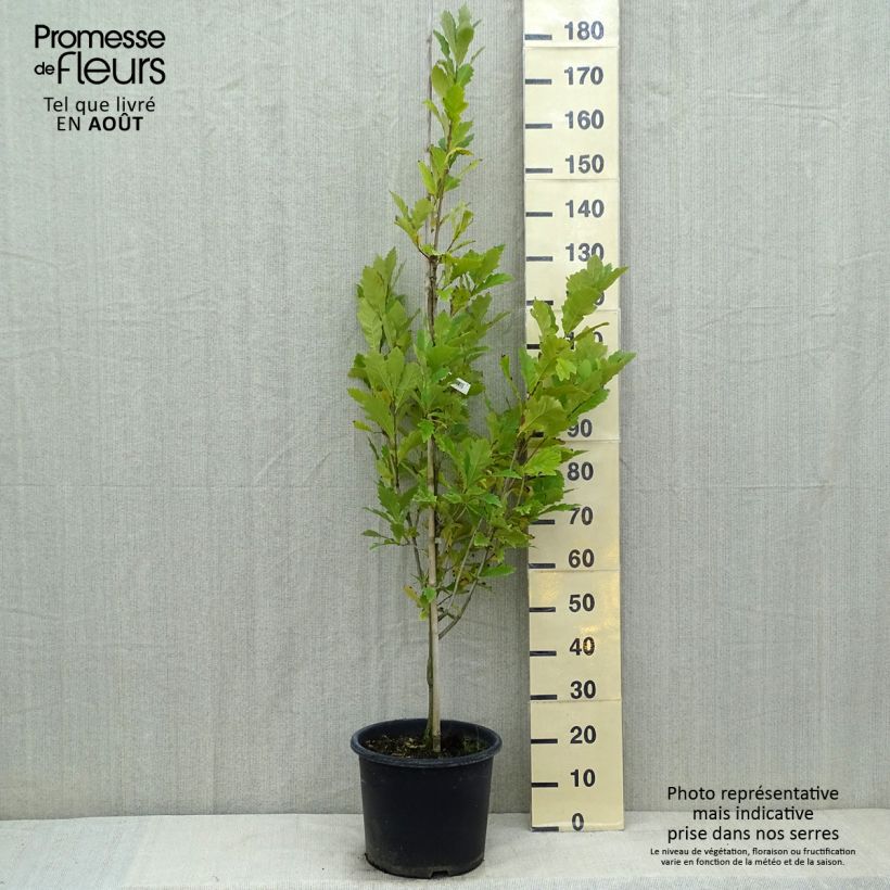Exemplaar van Quercus warei Windcandle - Zuileik Pot van 12 l/15 l zoals geleverd in de zomer
