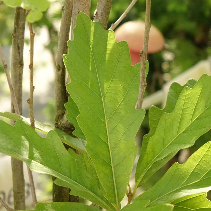 Quercus warei Windcandle - Zuileik (Blad)
