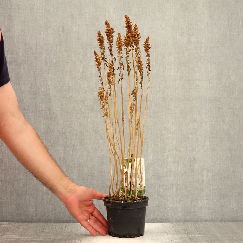 Exemplaar van Quinoa - Chenopodium quinoa Pot van 1,5 l/2 l zoals geleverd in de zomer