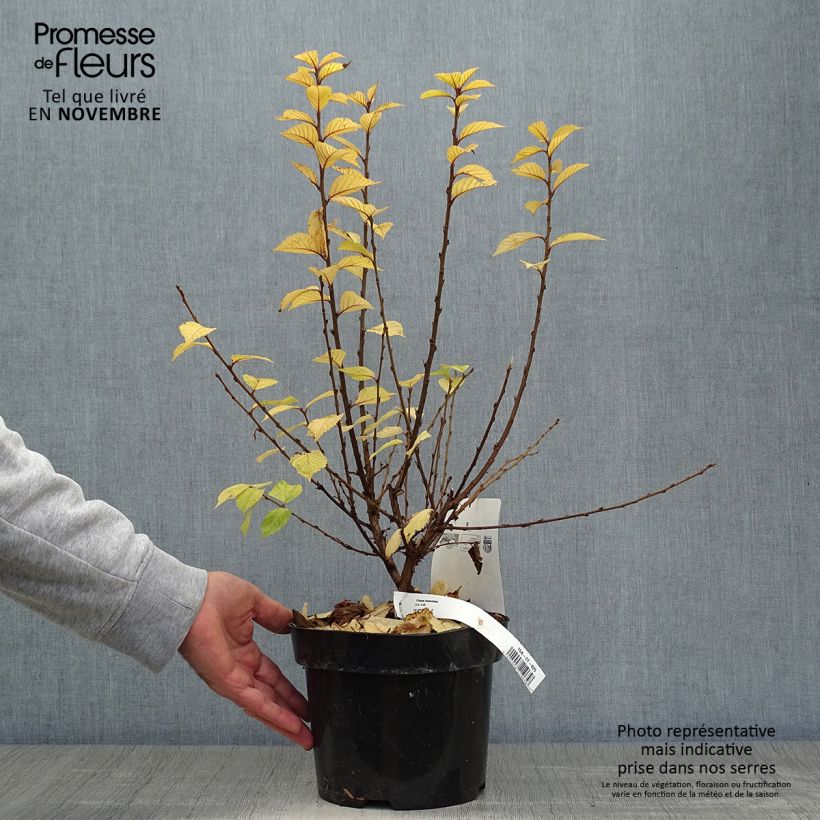 Exemplaar van Prunus tomentosa - Sierkers Pot van 2 l/3 l zoals geleverd in de herfst