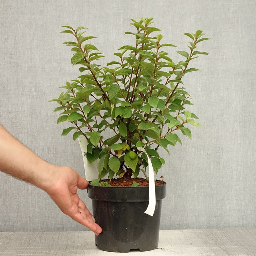 Exemplaar van Prunus tomentosa - Sierkers Pot van 2 l/3 l zoals geleverd in de zomer