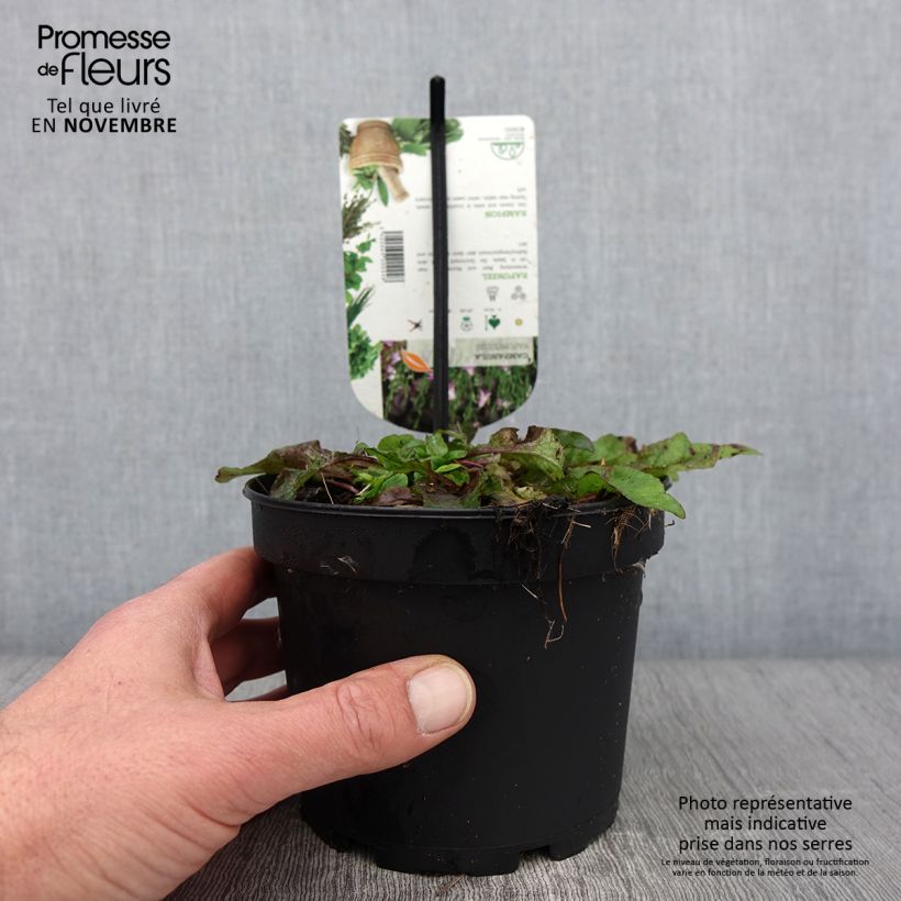 Exemplaar van Raiponce - Campanula rapunculus Pot de 1,5L/2L zoals geleverd in de herfst