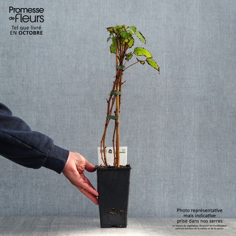 Exemplaar van Japanse wijnbes - Rubus phoenicolasius Pot van 1,5 l/2 l, Pol zoals geleverd in de herfst