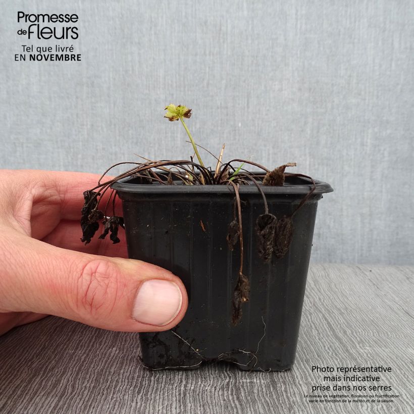 Exemplaar van Ranunculus acris - Scherpe boterbloem Kweekpotje van 7/8 cm zoals geleverd in de herfst