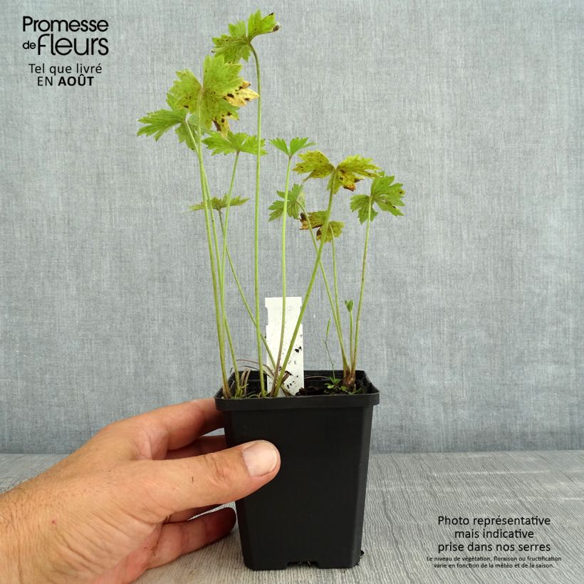 Exemplaar van Ranunculus acris Multiplex - Scherpe boterbloem Kweekpotje van 8/9 cm zoals geleverd in de zomer