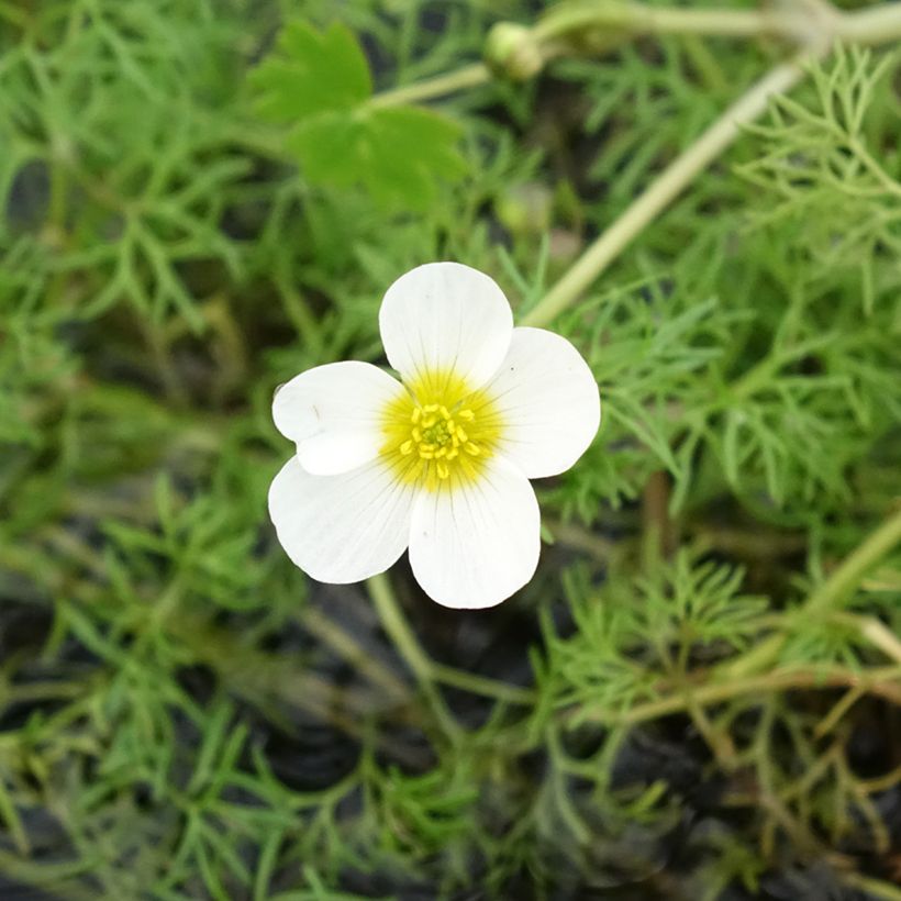 Ranunculus aquatilis - Waterranonkel (Bloei)