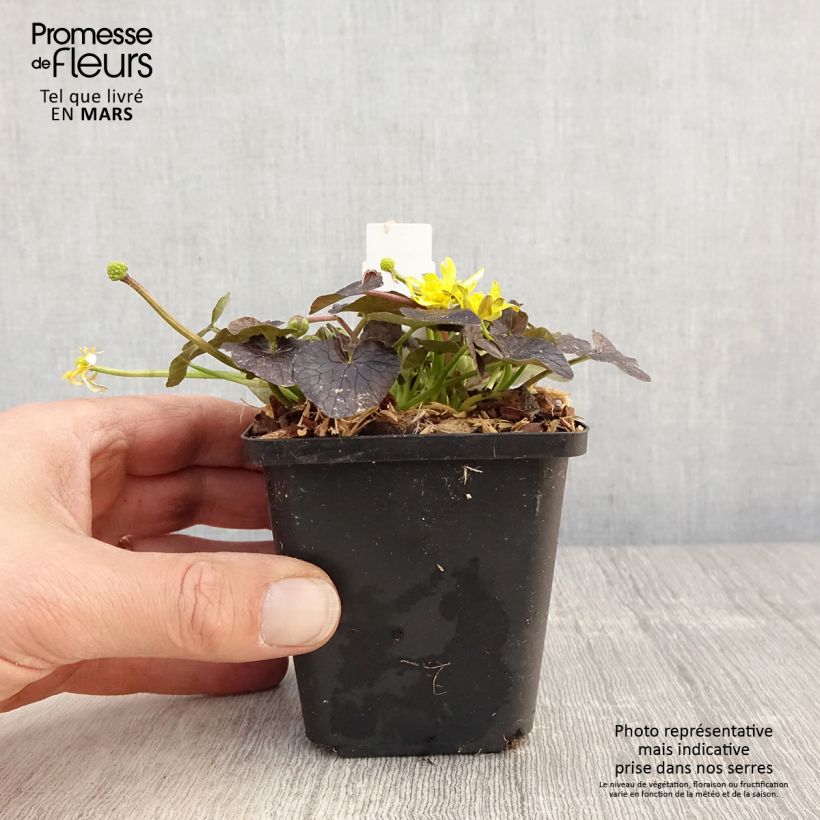 Exemplaar van Ranunculus ficaria Brazen Hussy - Speenkruid Kweekpotje van 8/9 cm zoals geleverd in de lente