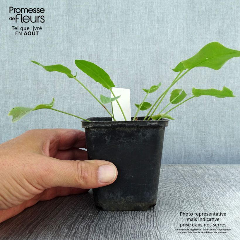 Exemplaar van Ranunculus ficaria Collarette - Speenkruid Kweekpotje van 8/9 cm zoals geleverd in de zomer