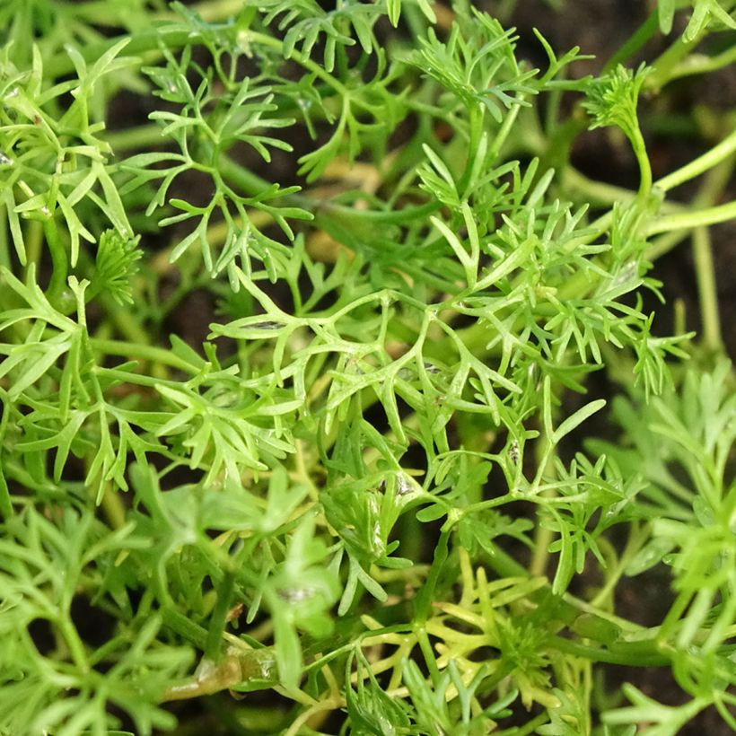 Ranunculus aquatilis - Waterranonkel (Blad)