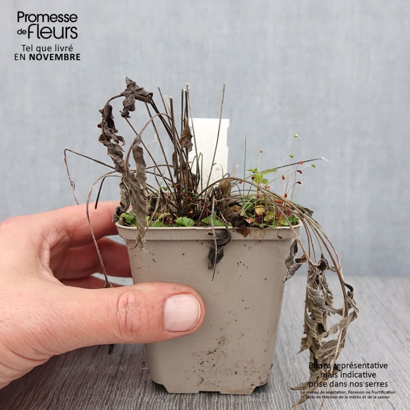 Exemplaar van Ratibida pinnata - Prairiekegelbloem Kweekpotje van 8/9 cm zoals geleverd in de herfst