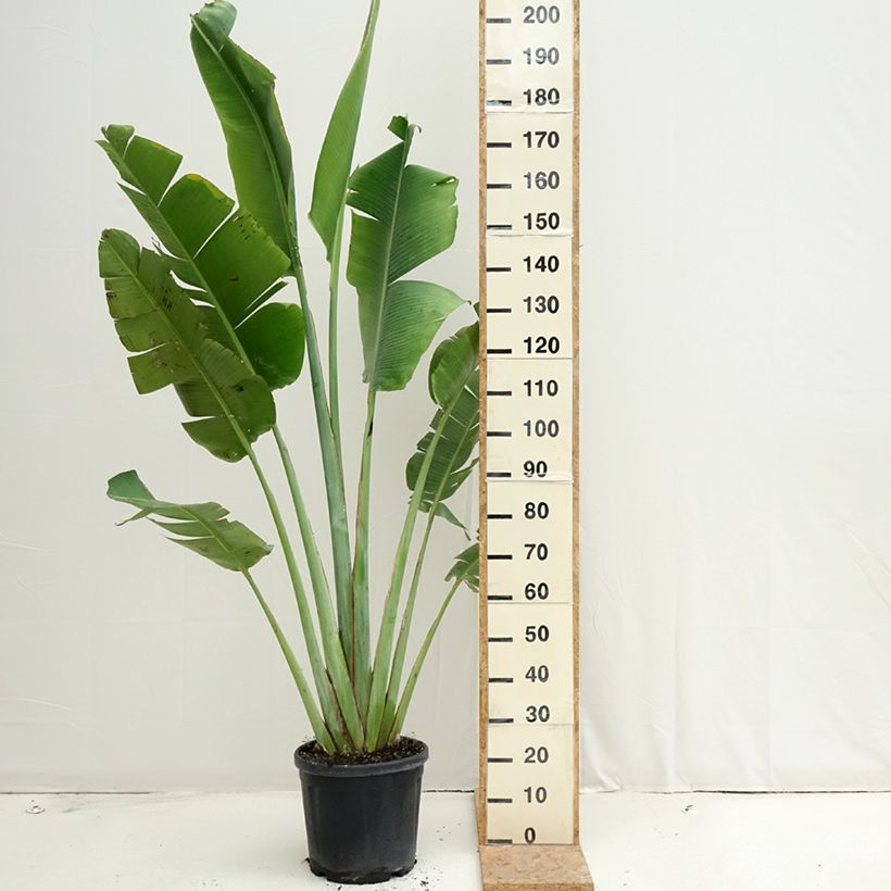 Exemplaar van Ravenala madagascariensis - Reizigersboom Pot van 12 l/15 l zoals geleverd in de zomer