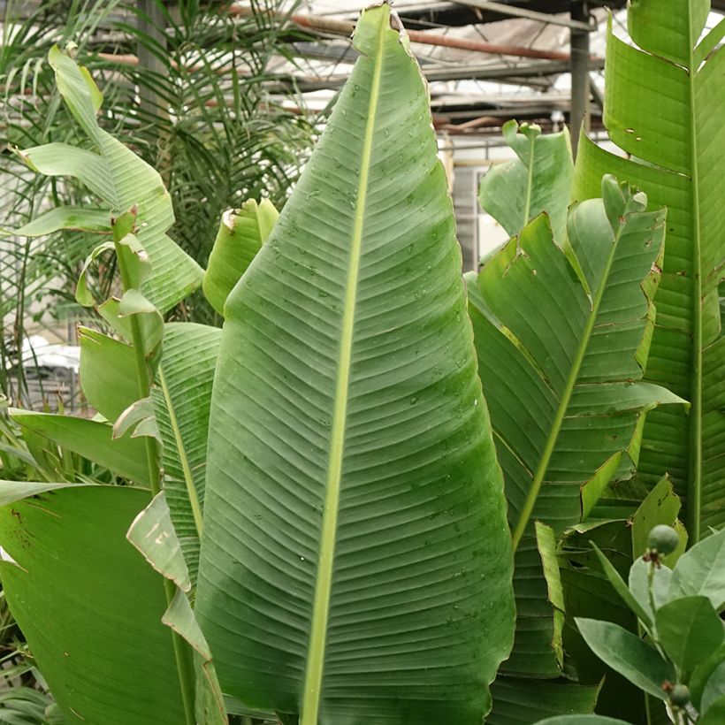 Ravenala madagascariensis - Reizigersboom (Blad)