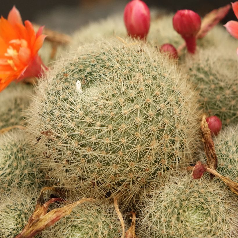 Rebutia - Dwergcactus (Blad)