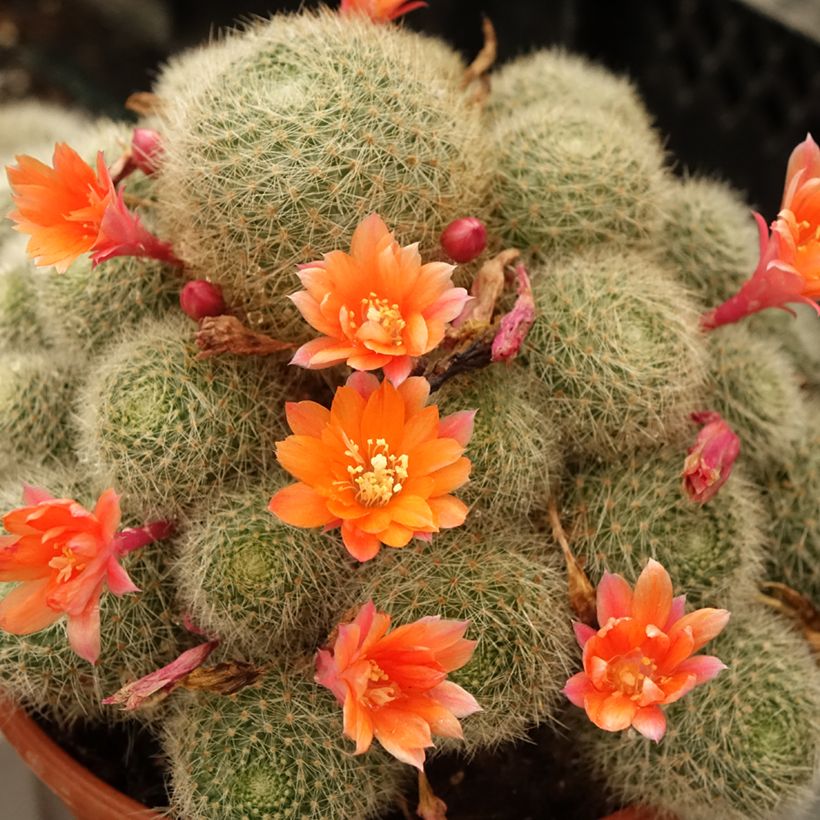Rebutia - Dwergcactus (Bloei)