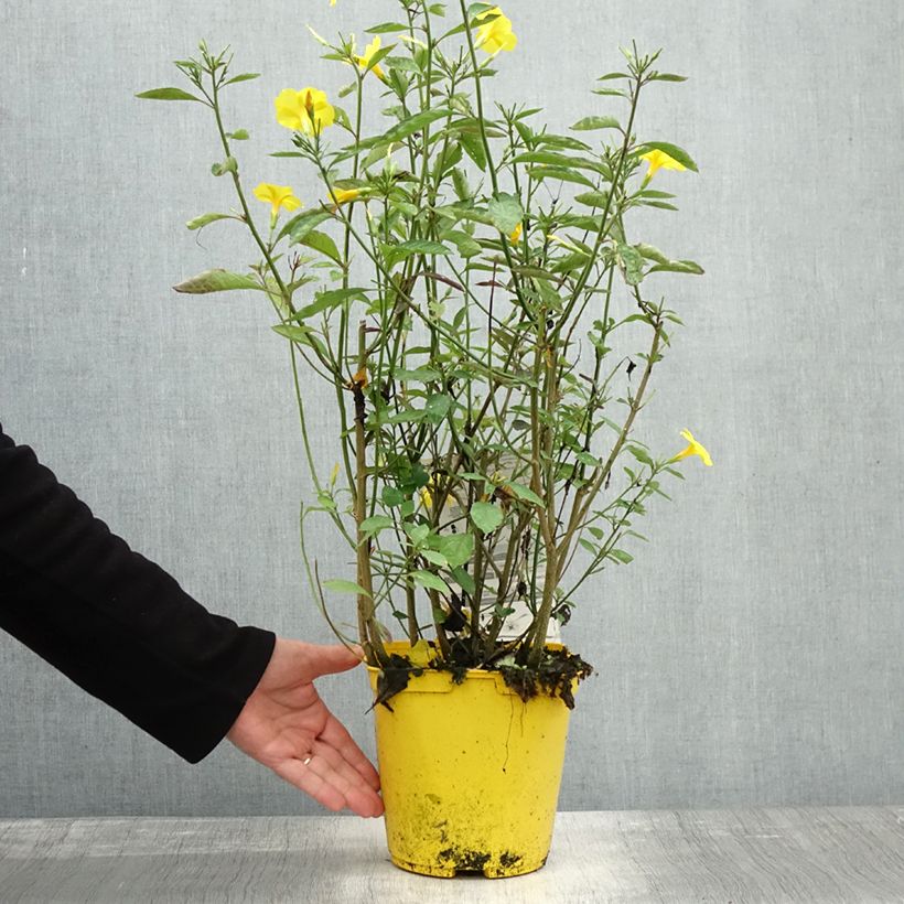Exemplaar van Reinwardtia indica - Lin geelstruikje Pot van 4 l/5 l zoals geleverd in de herfst
