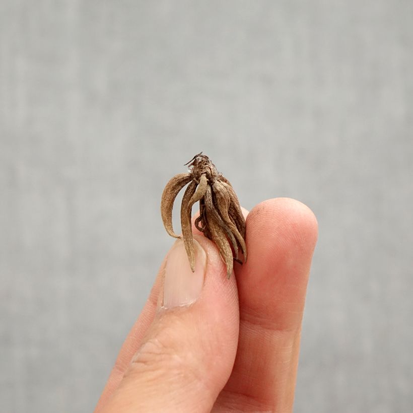 Exemplaar van Ranunculus asiaticus Wit Roze Bicolor - Perzische ranonkel Bol kaliber 6+ zoals geleverd in de lente