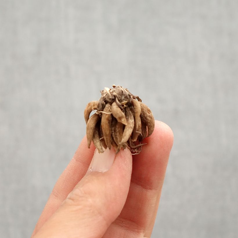 Exemplaar van Ranunculus asiaticus Wit - Perzische ranonkel Bol kaliber 8+ zoals geleverd in de lente