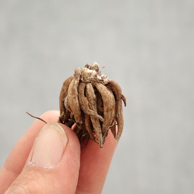 Example of Ranunculus asiaticus Roze - Perzische ranonkel Bol kaliber 8+ as you get in printemps