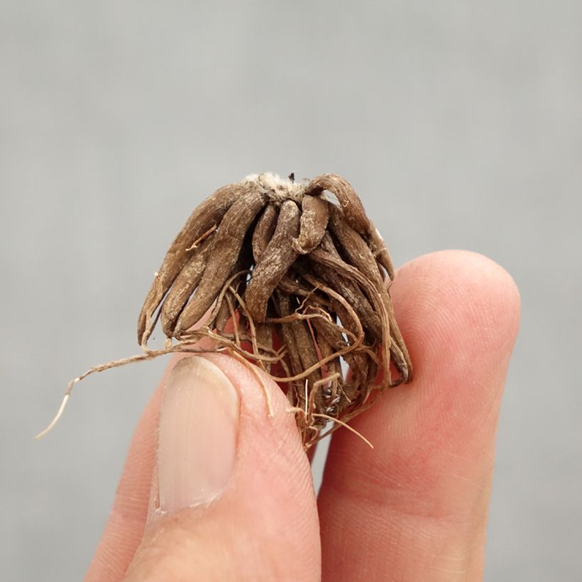 Example of Ranunculus asiaticus Rood - Perzische ranonkel Bol kaliber 8+ as you get in printemps