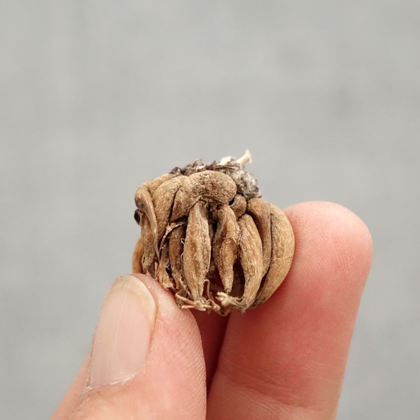 Exemplaar van Ranunculus asiaticus Pauline Violet - Perzische ranonkel Bol size 8+ zoals geleverd in de lente