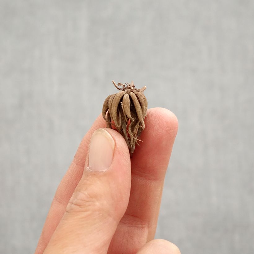 Exemplaar van Ranunculus Picotée Café au lait - Ranonkel Bol kaliber 6+ zoals geleverd in de lente