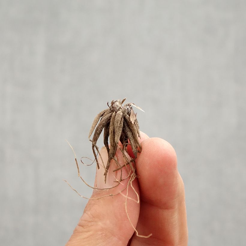 Exemplaar van Ranunculus repens Multiplex - Kruipende boterbloem Bol zoals geleverd in de lente