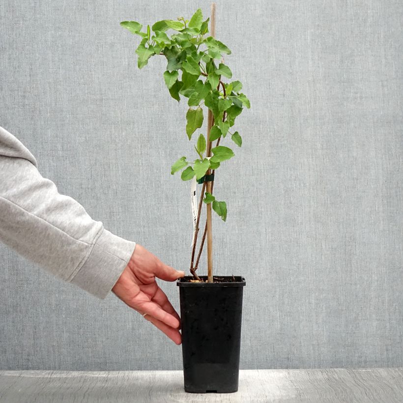 Exemplaar van Fallopia aubertii - Bruidsluier Pot van 1,5 l/2 l zoals geleverd in de zomer