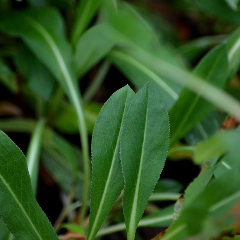 Persicaria affinis Donald Lowndes - Kruipduizendknoop (Blad)
