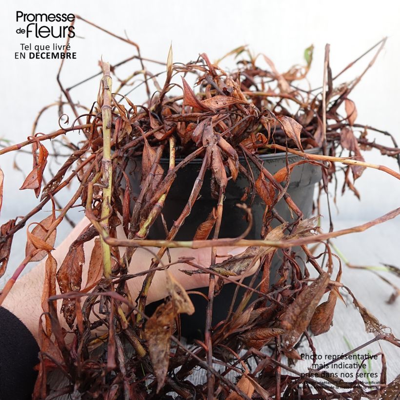Exemplaar van Renouée - Persicaria affinis Donald Lowndes Pot de 2L/3L zoals geleverd in de herfst