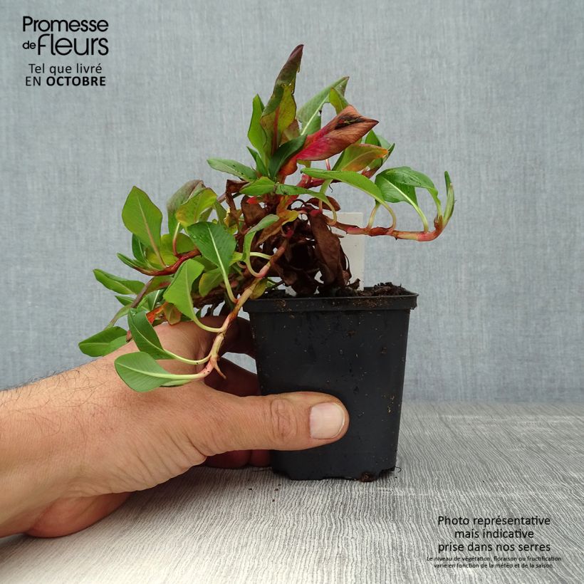 Exemplaar van Persicaria affinis Donald Lowndes - Kruipduizendknoop Kweekpotje van 8/9 cm zoals geleverd in de herfst