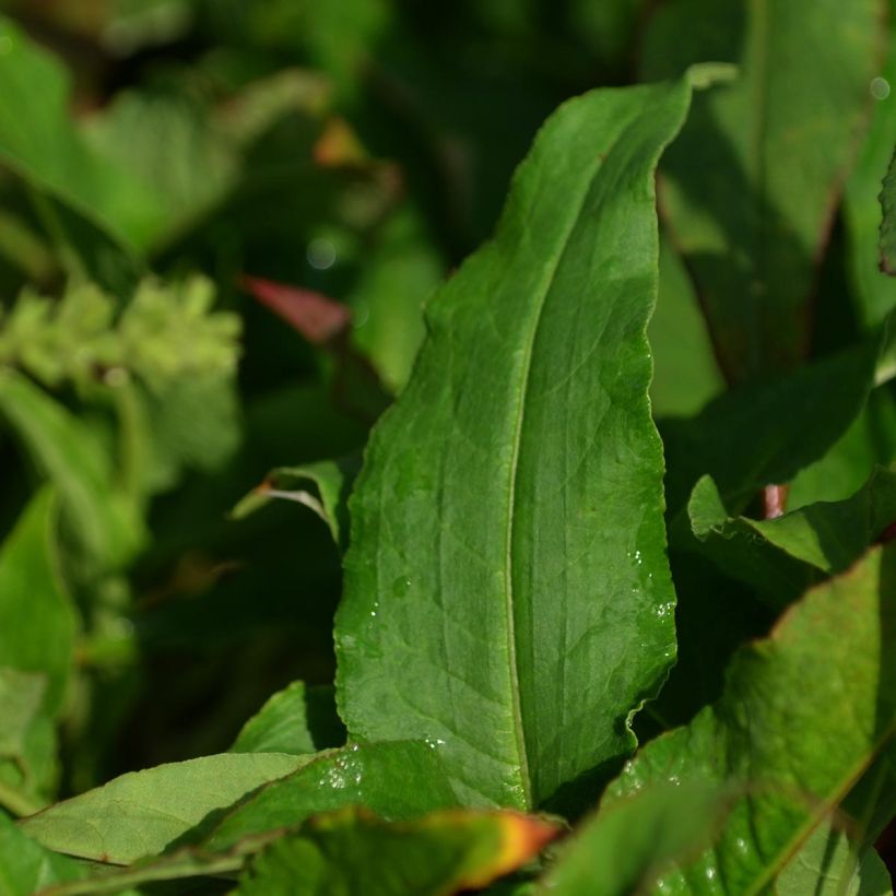 Persicaria amplexicaulis Pink Elephant - Duizendknoop (Blad)
