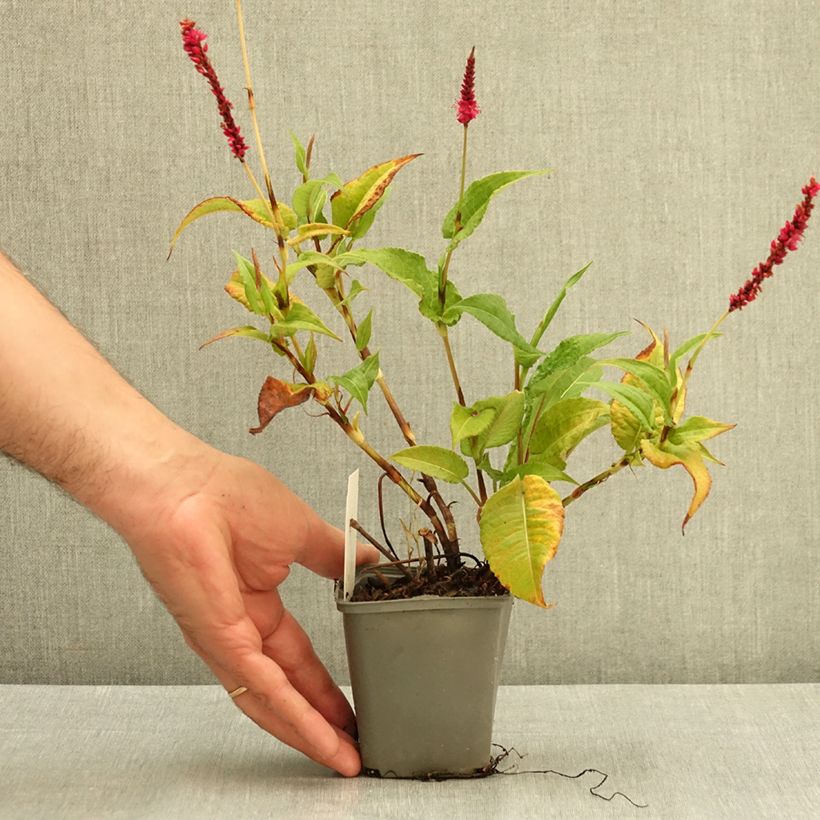 Exemplaar van Persicaria amplexicaulis Amethyst - Duizendknoop Kweekpotje van 8/9 cm zoals geleverd in de zomer