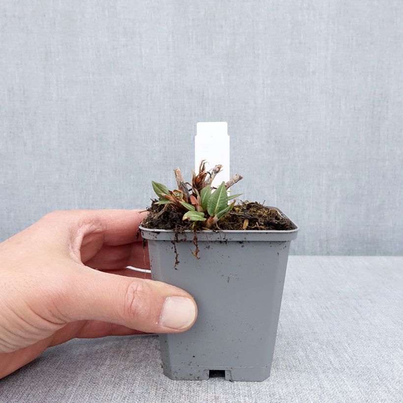 Exemplaar van Persicaria amplexicaulis Amethyst - Duizendknoop Kweekpotje van 8/9 cm zoals geleverd in de lente