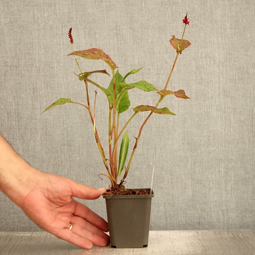 Exemplaar van Persicaria amplexicaulis Black Dreams - Duizendknoop Kweekpotje van 8/9 cm zoals geleverd in de zomer
