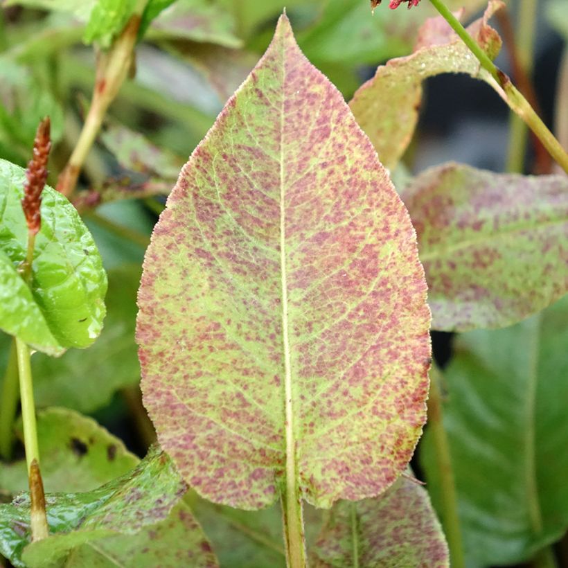Persicaria amplexicaulis Black Dreams - Duizendknoop (Blad)