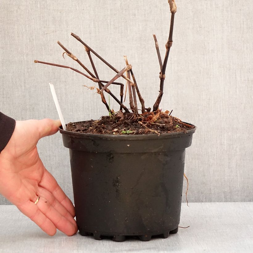 Exemplaar van Renouée - Persicaria amplexicaulis Blackfield Pot de 2L/3L zoals geleverd in de winter