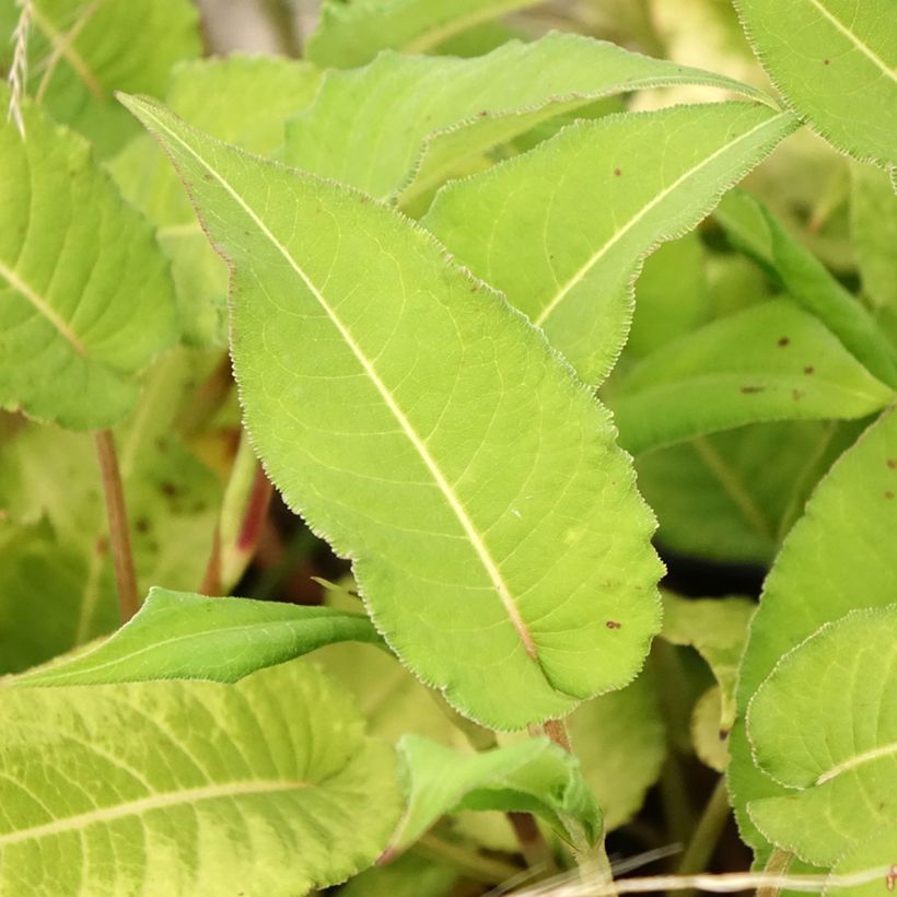 Persicaria amplexicaulis Bloody Mary - Duizendknoop (Blad)