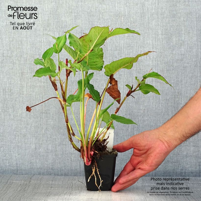 Exemplaar van Persicaria amplexicaulis Bloody Mary - Duizendknoop Kweekpotje van 8/9 cm zoals geleverd in de zomer